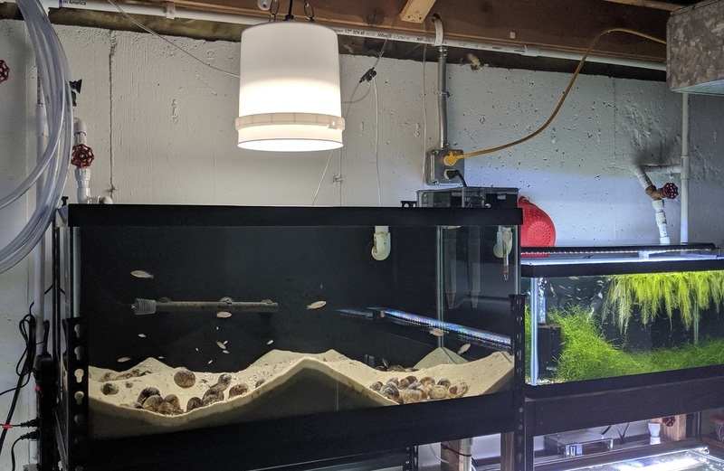 Самодельне світлодіодне освітлення для акваріума